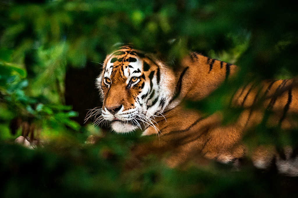 Foto de um tigre andando atrás de folhagens.