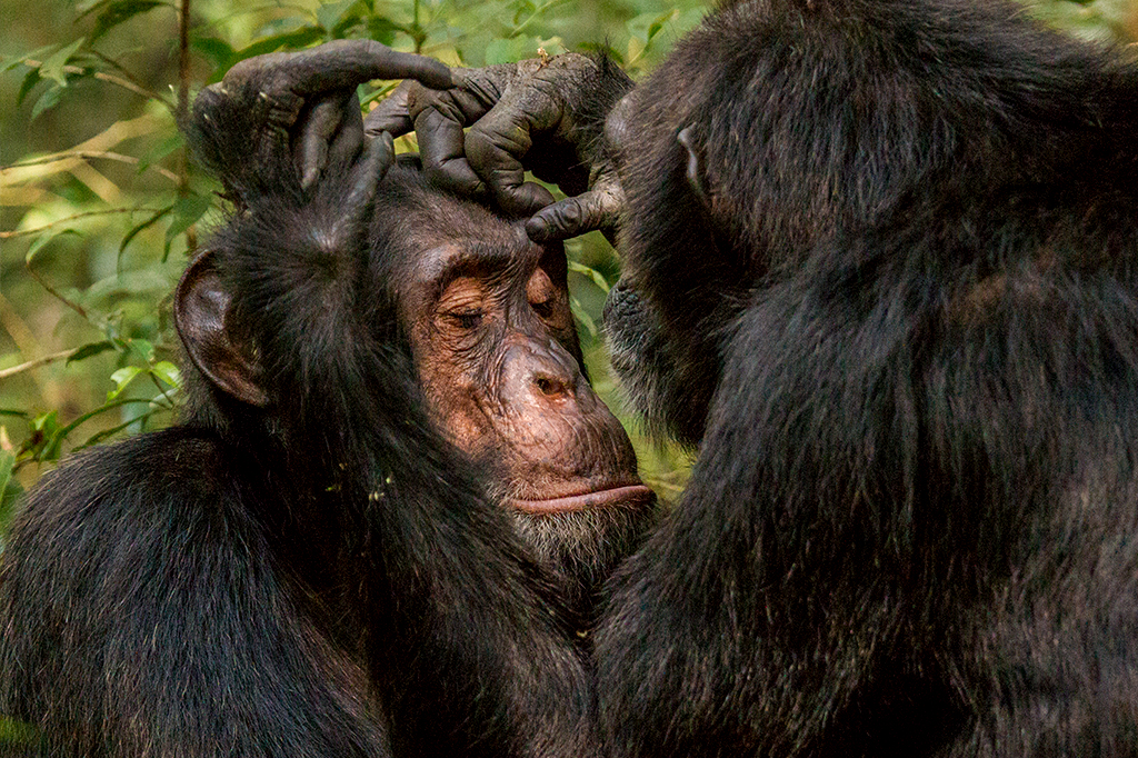 Chimpanzés se cumprimentando com toque na cabeça.