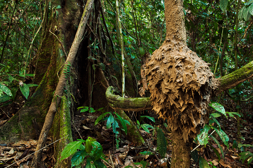 Ninho de cupins em meio a um floresta tropical.