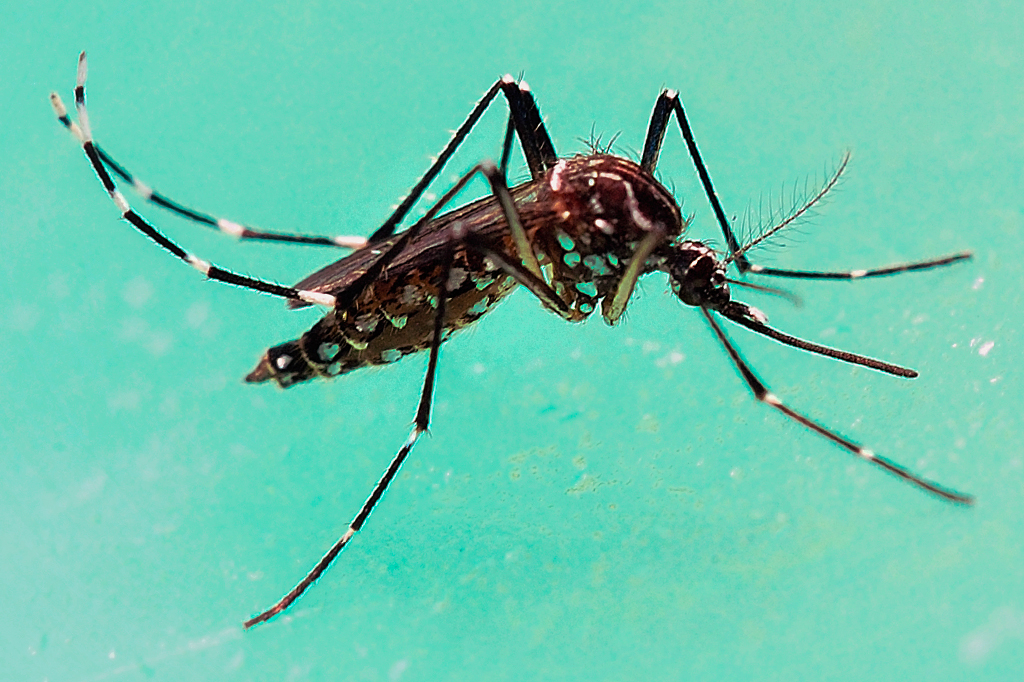 Cientistas usam técnica CRISPR para tornar Aedes aegypti ‘cego’