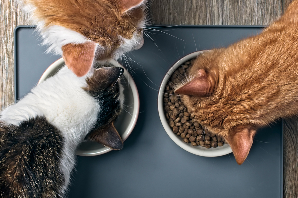 Três gatos comendo ração na tigela.