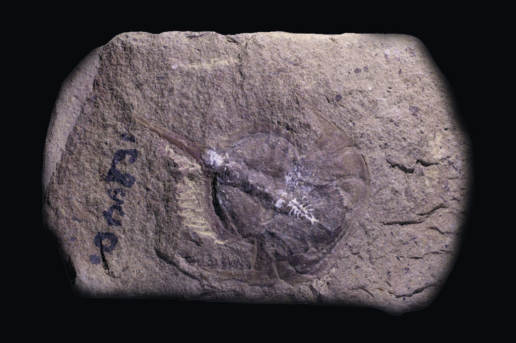 cérebro de caranguejo fossilizado em uma rocha