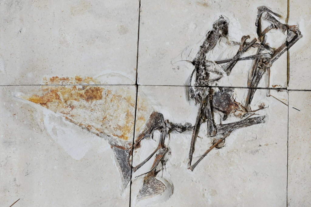 Fóssil “perfeito” de pterossauro brasileiro revela novas informações sobre a espécie