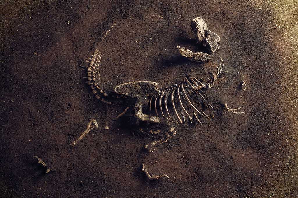 Fóssil de um dinossauro.