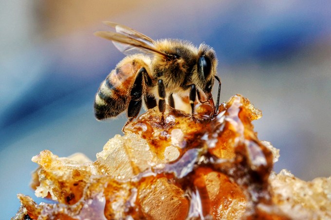#Bzzzzz Não, o mel não é feito do vômito das abelhas