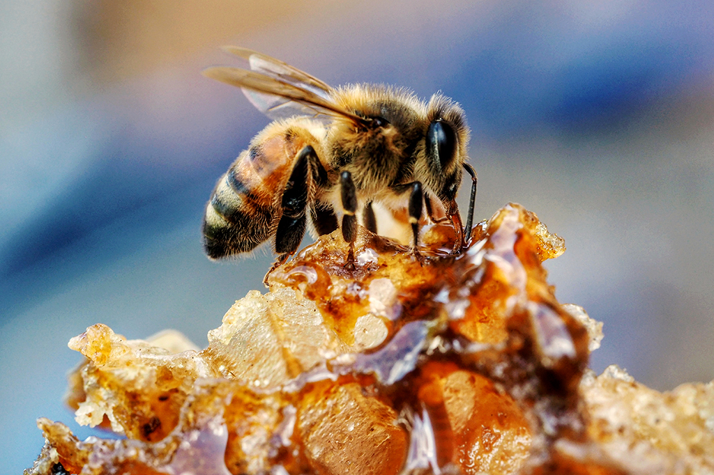 Close de abelha em cima de favo de mel.