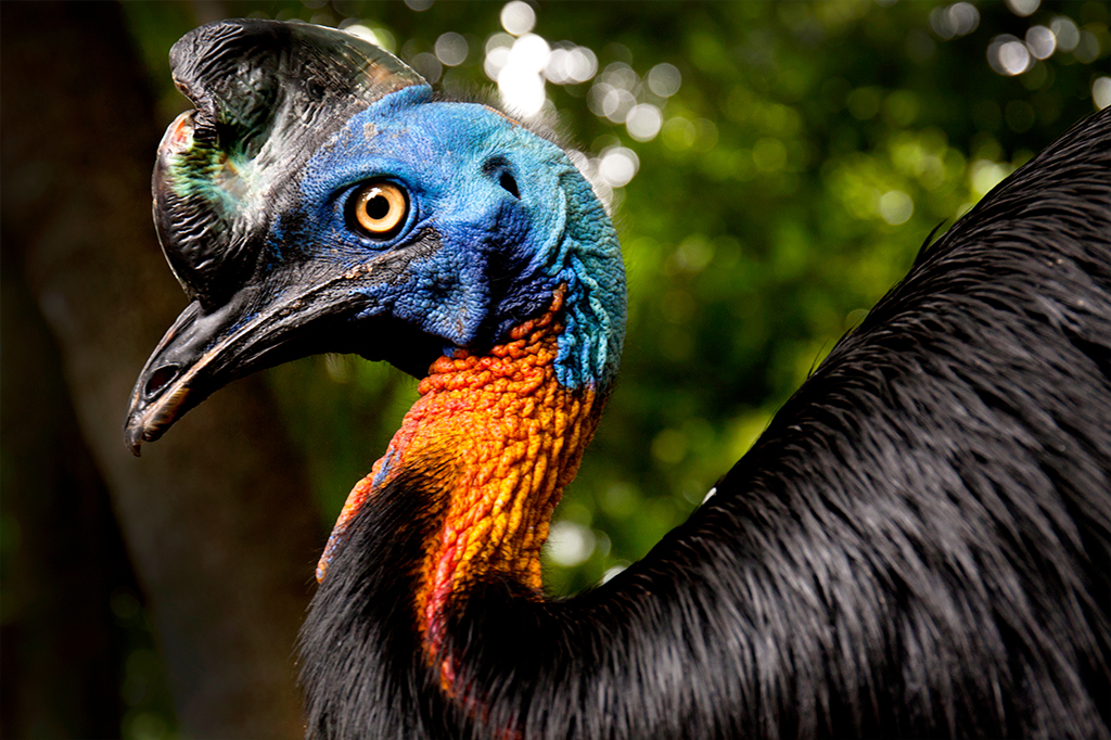 Foto da ave casuar de cabeça azul, bico e penas pretas, e pescoço laranja.