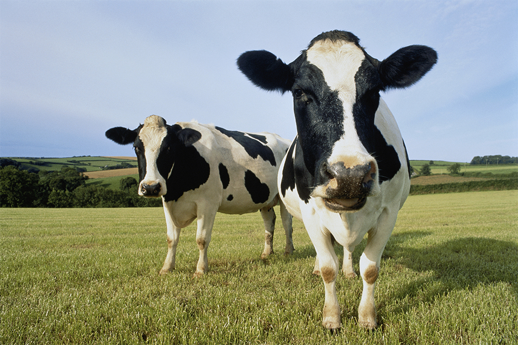 Foto de vacas no pasto.