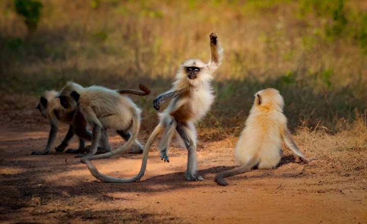 macacos-engracados-2.jpg :: What Web