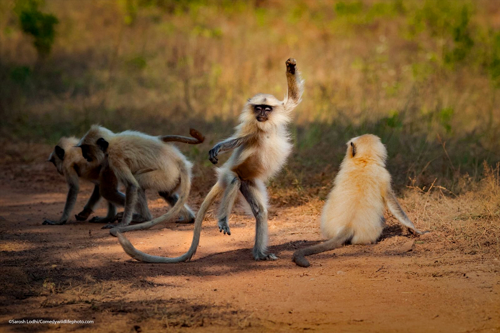 Macaco fazendo pose de Kung Fu.