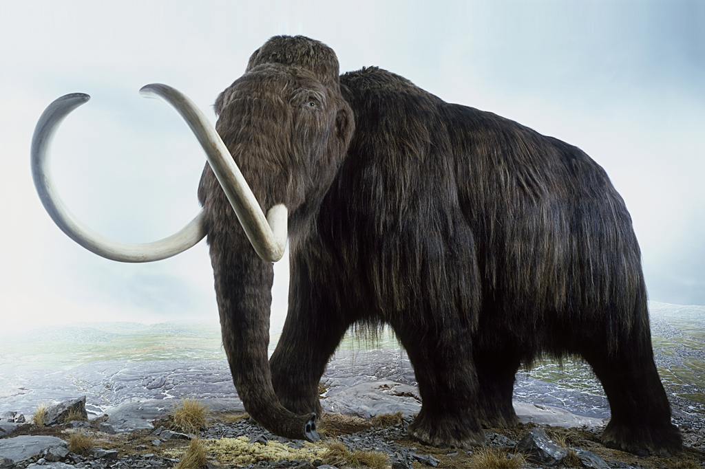 Ilustração de mamute.