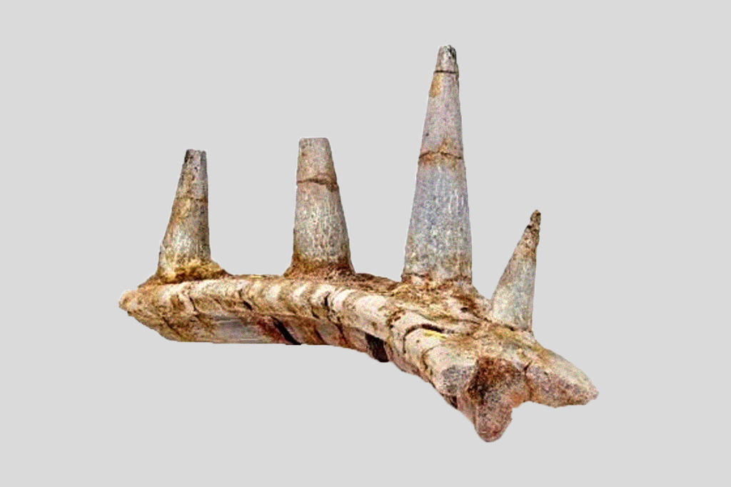 Fóssil de anquilossauro.