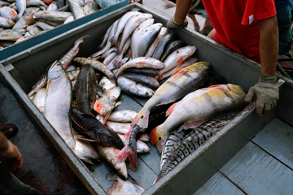 Peixes de várias espécies são vendidos em mercado de Manaus.