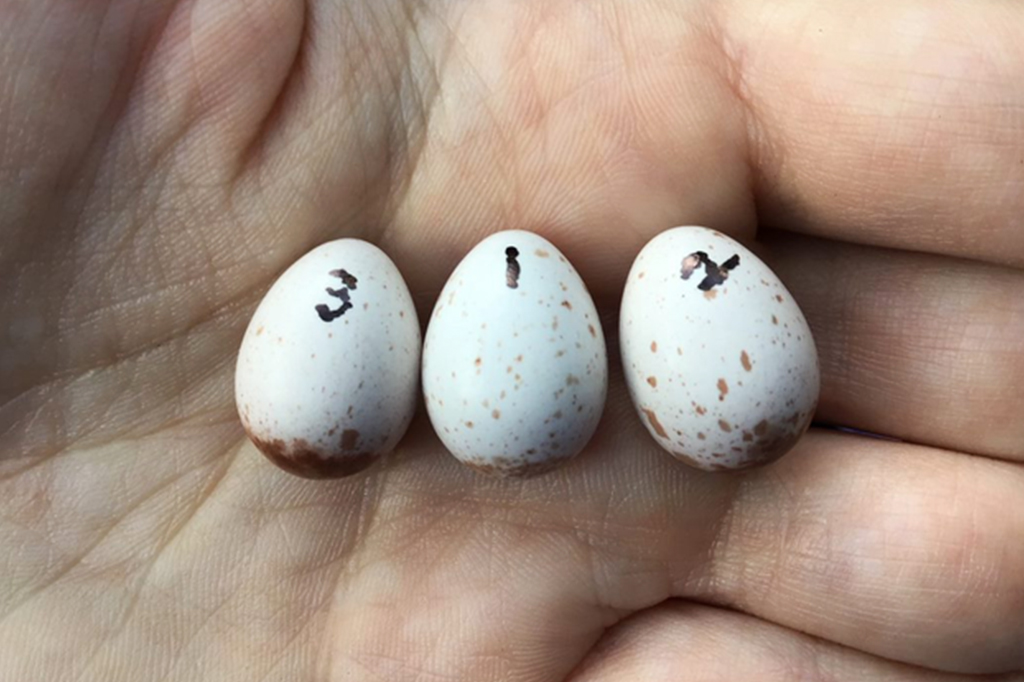 Três ovos de ave marcados com números para diferenciá-los.
