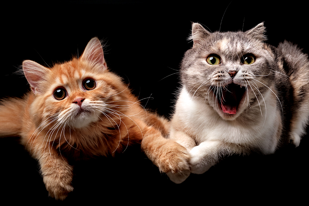 Foto de dois gatos: um com cara de medo e outro bravo.
