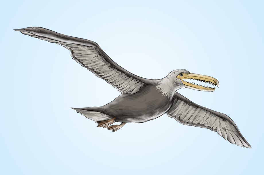 Pelagornithidae (50 Ma): Além do bico em formato de dentes afiados, outra característica que assusta nessa ave é o tamanho: suas asas abertas mediam de cinco a seis metros.
