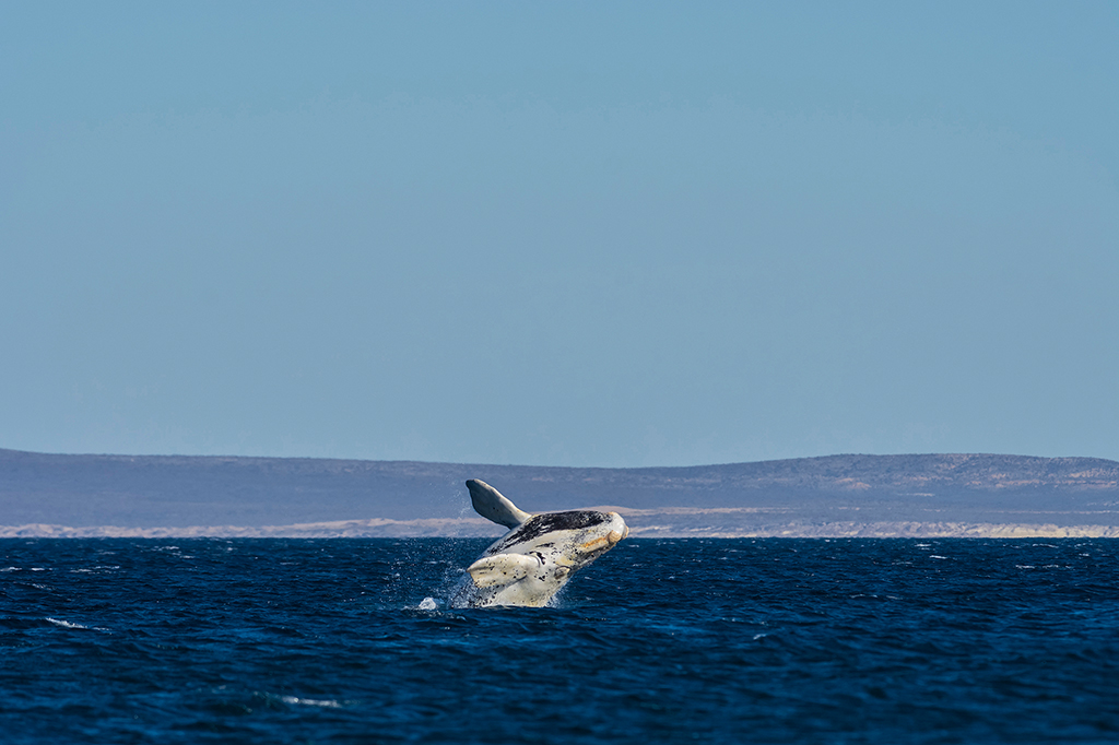 Foto de uma baleia franca do atlântico norte emergindo do oceano
