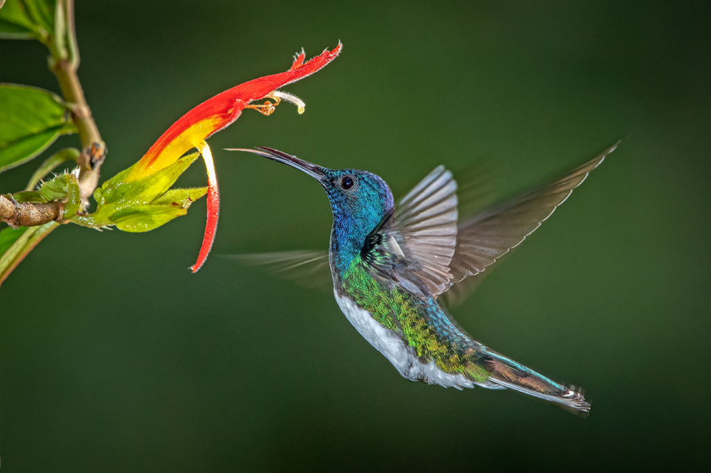 beija-flor jacobino de pescoço branco voando em direção a uma flor