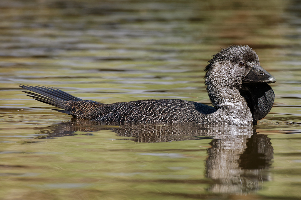 Pato australiano aprende a pronunciar insulto – como se fosse um papagaio