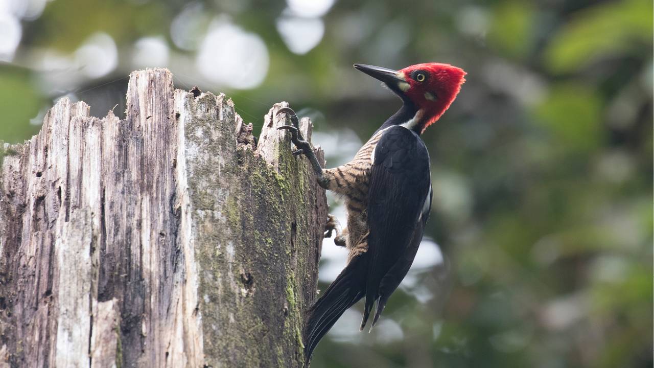 foto de um pica-pau pousado em um caule de árvore