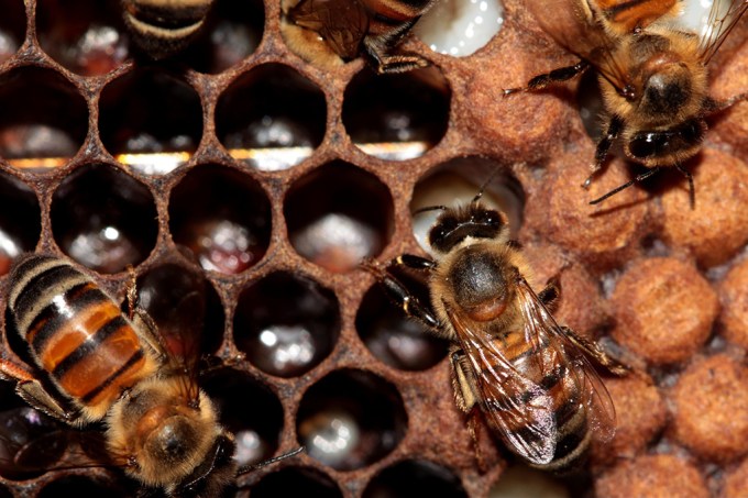 Bzzzzzz Como as abelhas não ficam grudadas no mel quando passam pelo favo