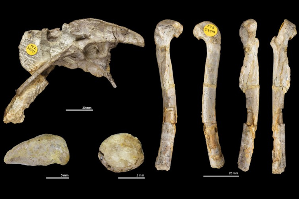 Achou que o T-Rex fosse grande? Cientistas dizem que dinossauro era até 70%  maior do que imaginávamos