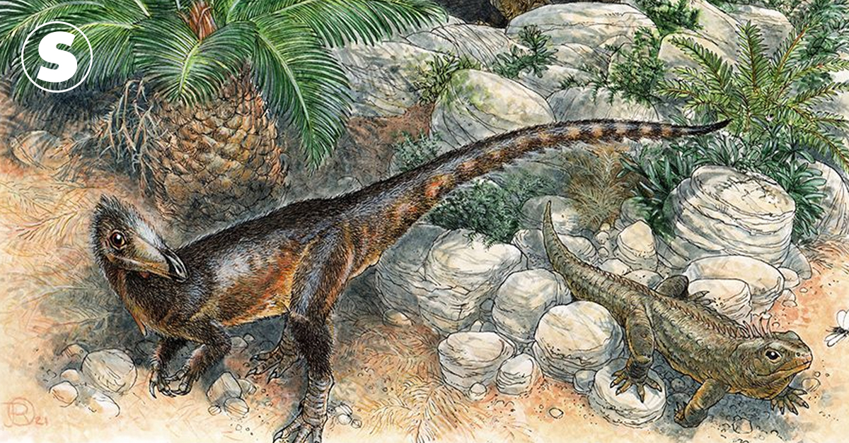 Descoberto novo dinossauro parecido com T-Rex; nome homenageia