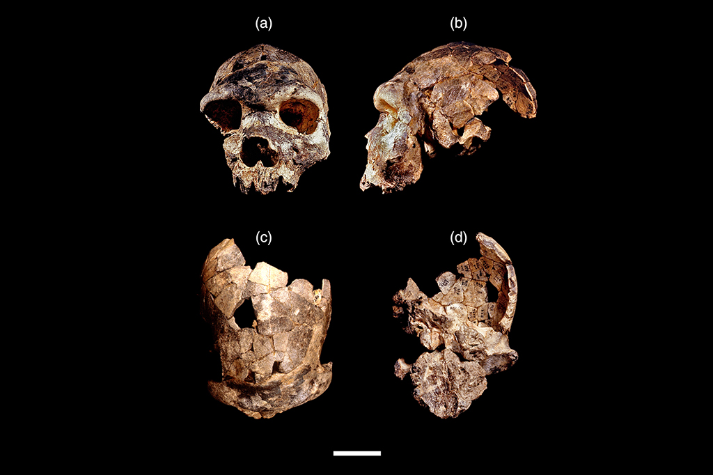Imagens do crânio do Homo bodoensis