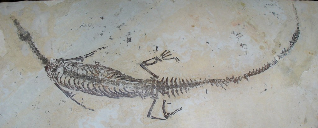 Fóssil de mesossaurus