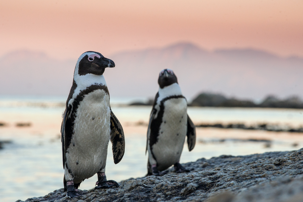 Foto de dois pinguins africanos.