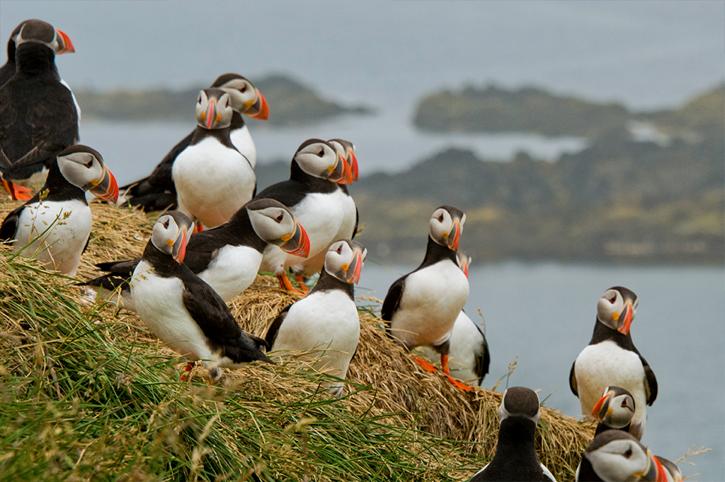 Grupo de pássaros fradinho em costa do Atlântico Norte.
