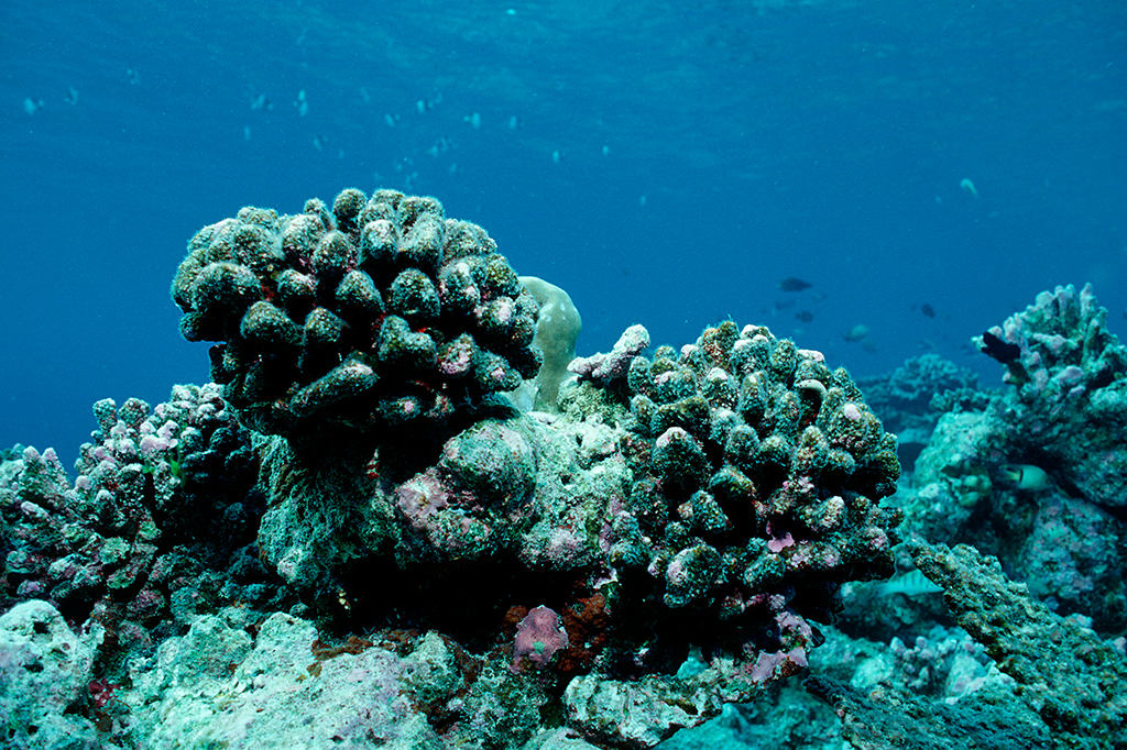 foto de um recife de corais morto