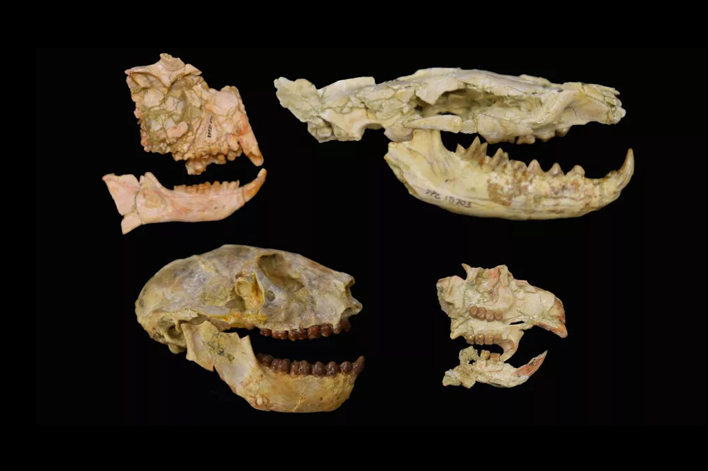Imagens dos fósseis dos grupos-chave usados ​​para desvendar a extinção Eoceno-Oligoceno na África com primatas à esquerda, o hiaenodonte carnívoro, no canto superior direito, e roedor, canto inferior direito.