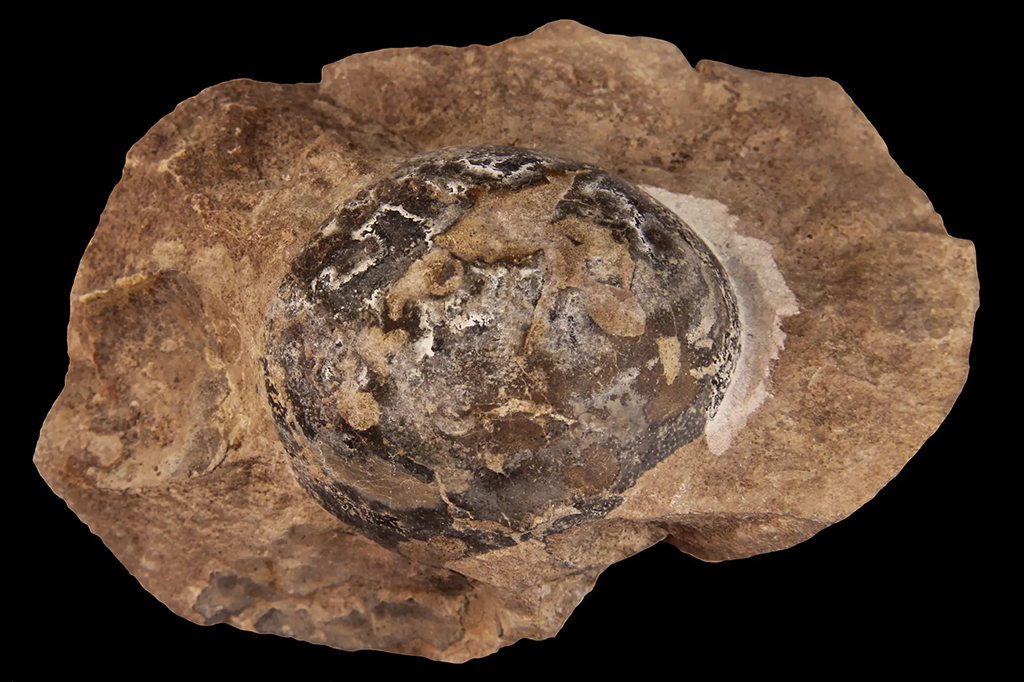 Foto de um ovo fossilizado de um Mussaurus