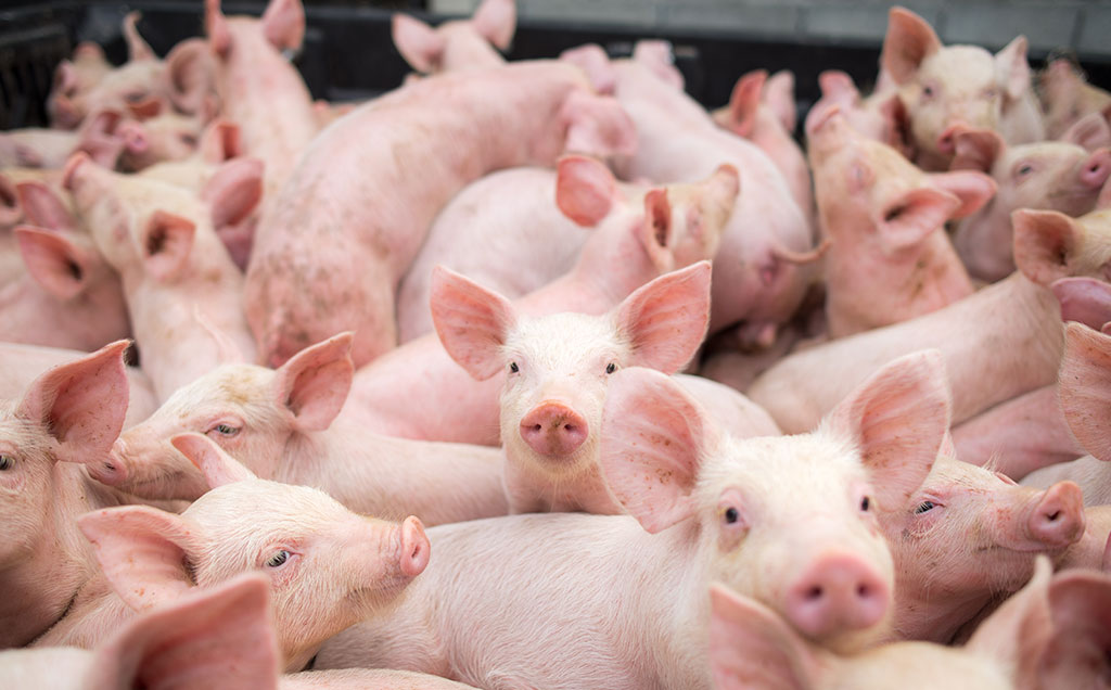 Pela primeira vez, cirurgiões transplantam rim de porco em um humano