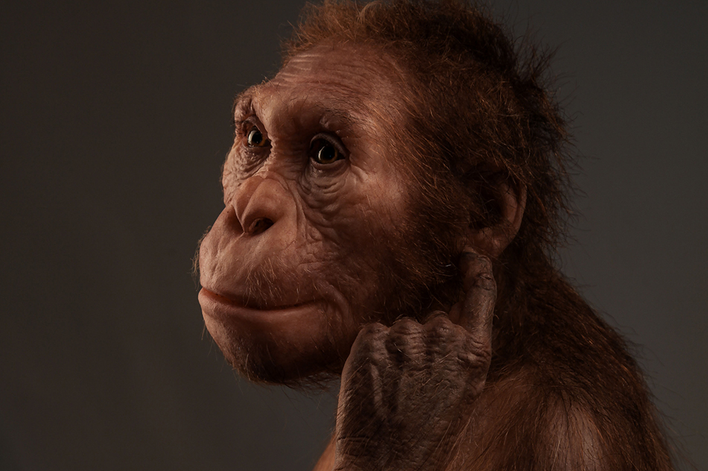 Novos fósseis sugerem que o Australopithecus sediba andava em duas pernas