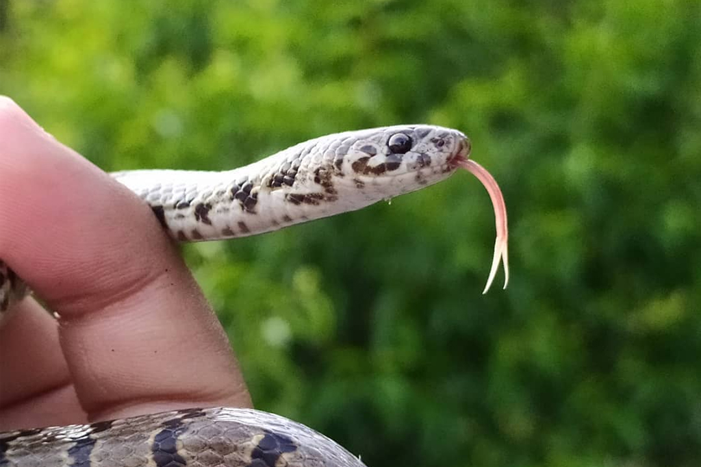Nova espécie de cobra descoberta no Himalaia.
