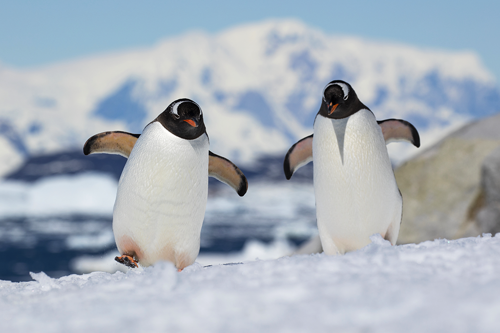 Dois pinguins andando no gelo.