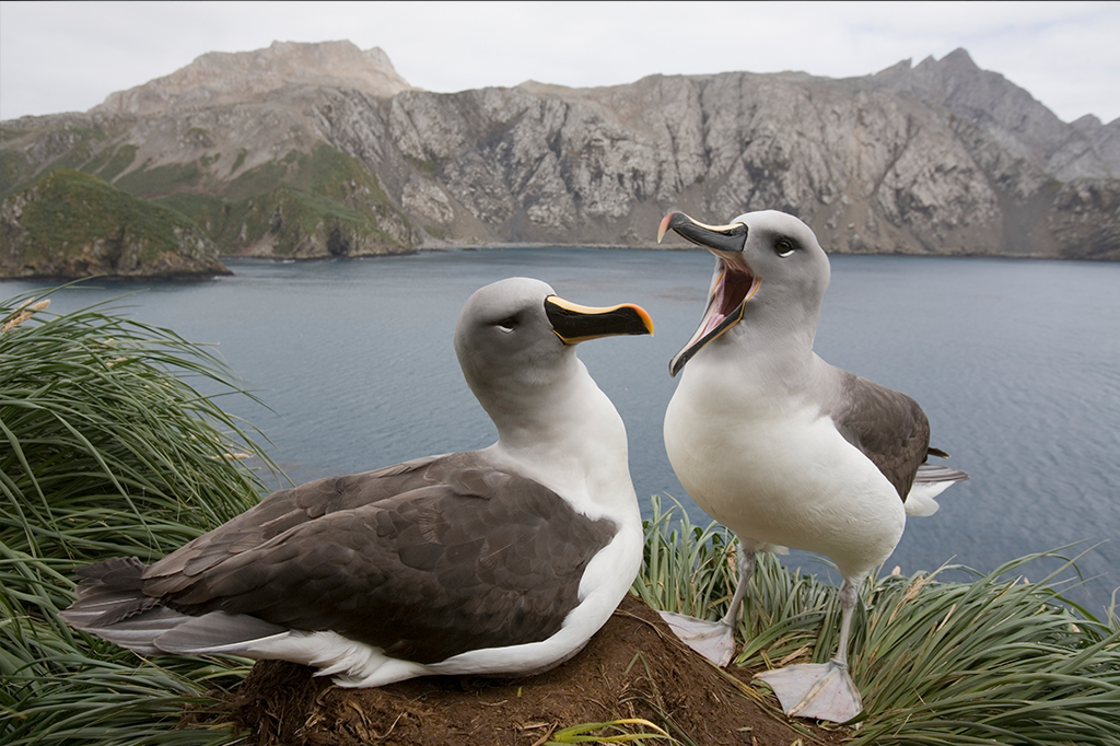 Casal de albatrozes em região costeira.