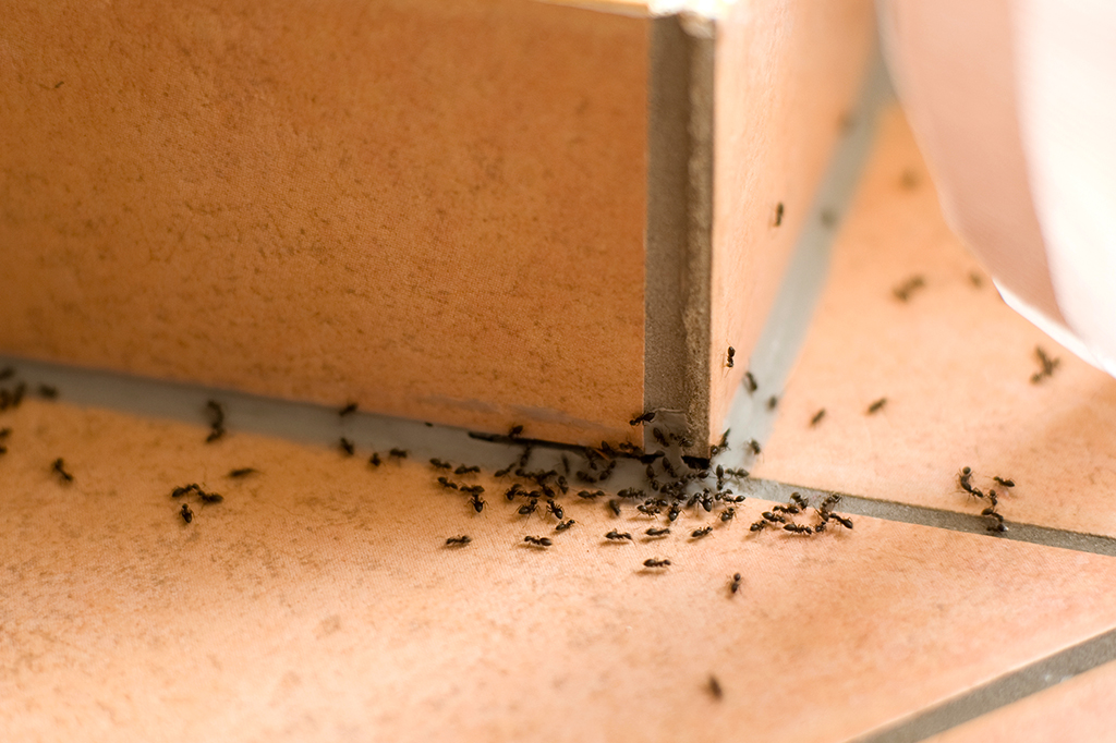 Formigas saindo do degrau de uma casa.