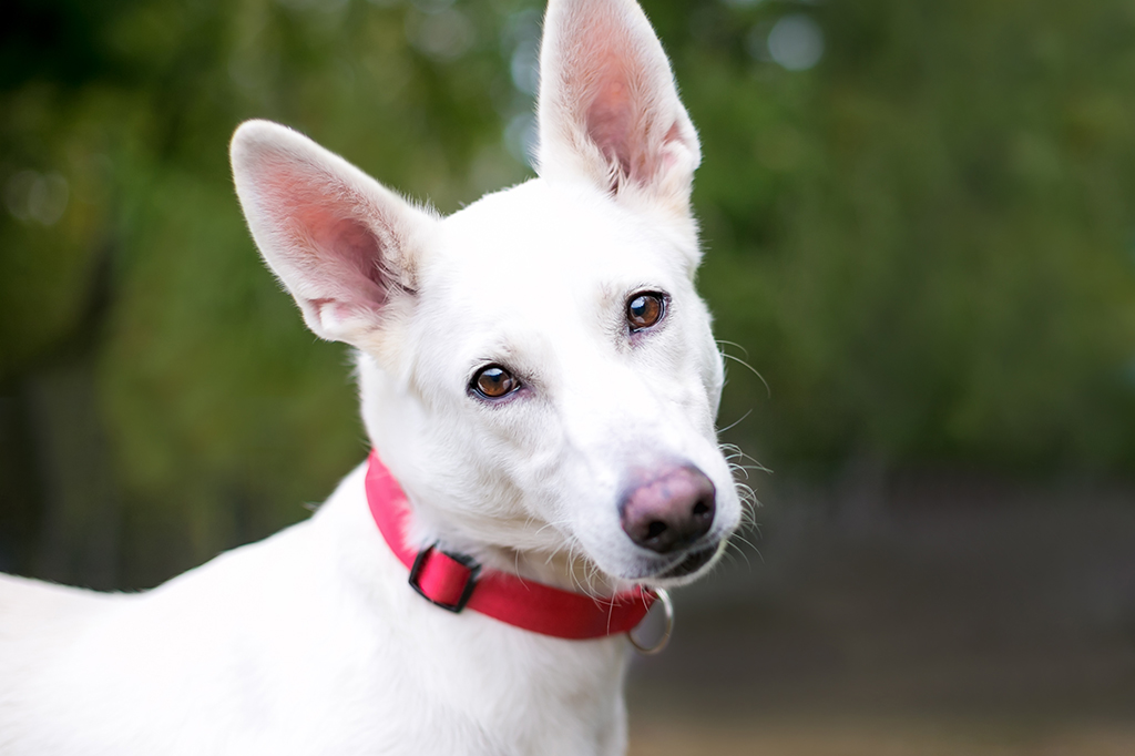 Por que os cães inclinam a cabeça? Este estudo oferece pistas