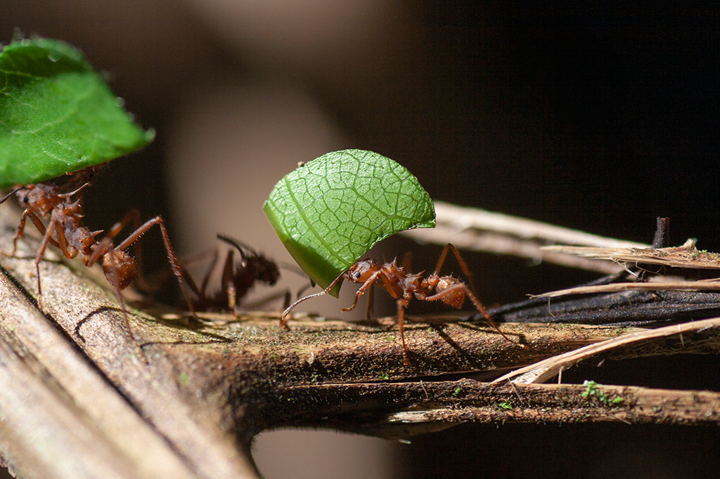 Foto de formigas carregando folhas