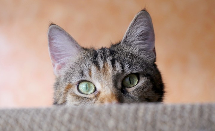 Corte na orelha dos gatos para sinalização: sim ou não? - Clube de Gatos do  Sapo