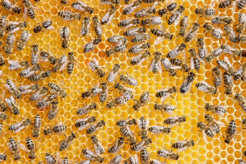 Foto de várias abelhas em uma colmeia