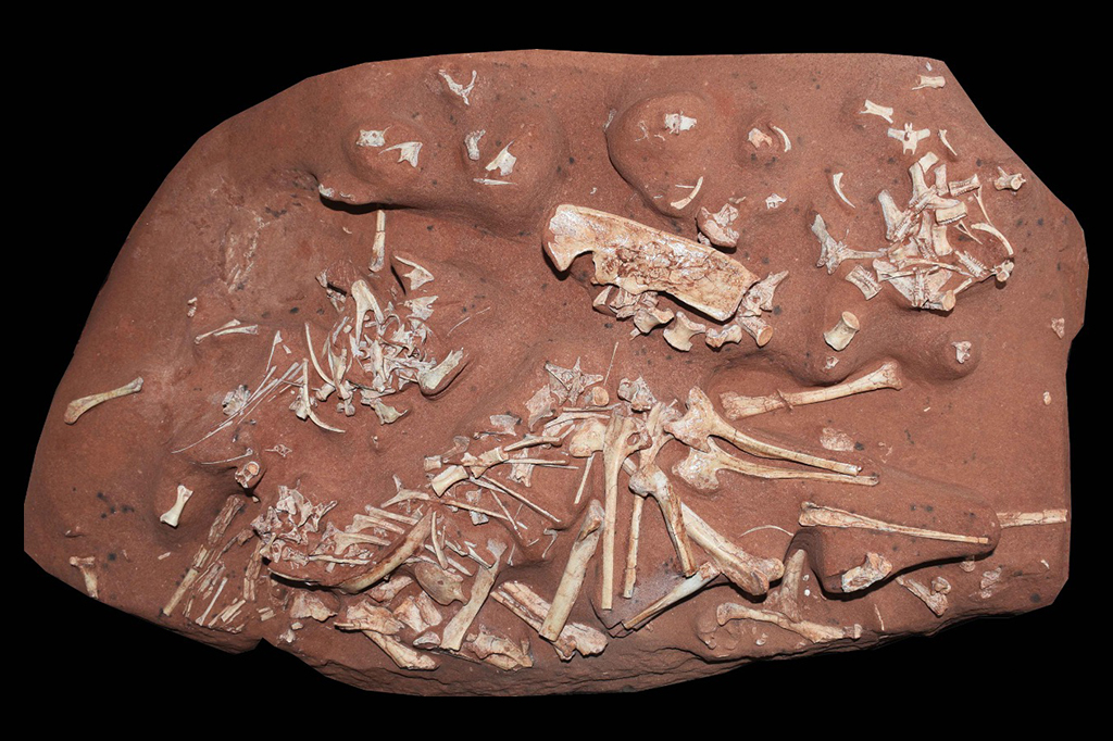 Esqueleto de Berthasaura leopoldinae depois de preparado.