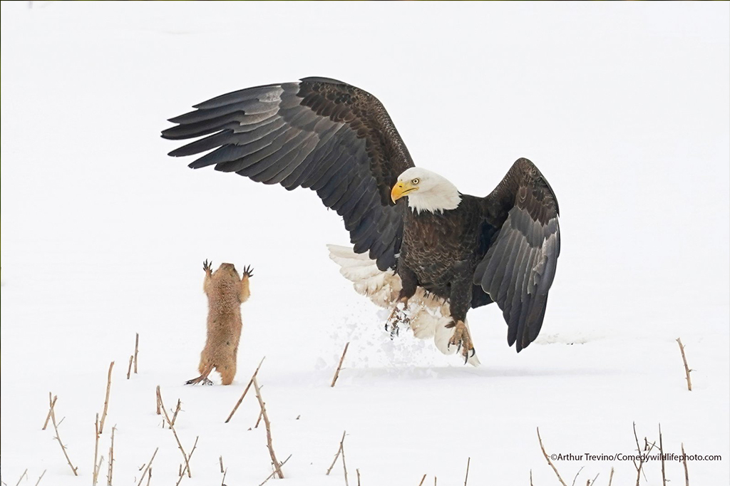 Águia careca tentando caçar um cão de pradaria