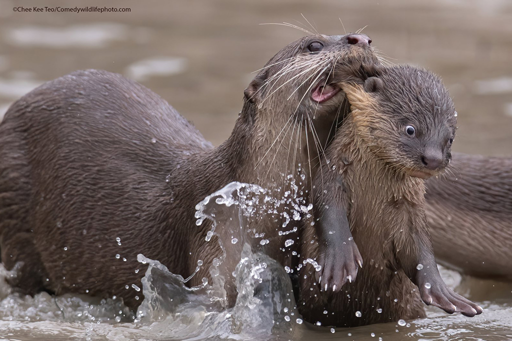 Uma lontra de pêlo liso mordendo sua lontra bebê