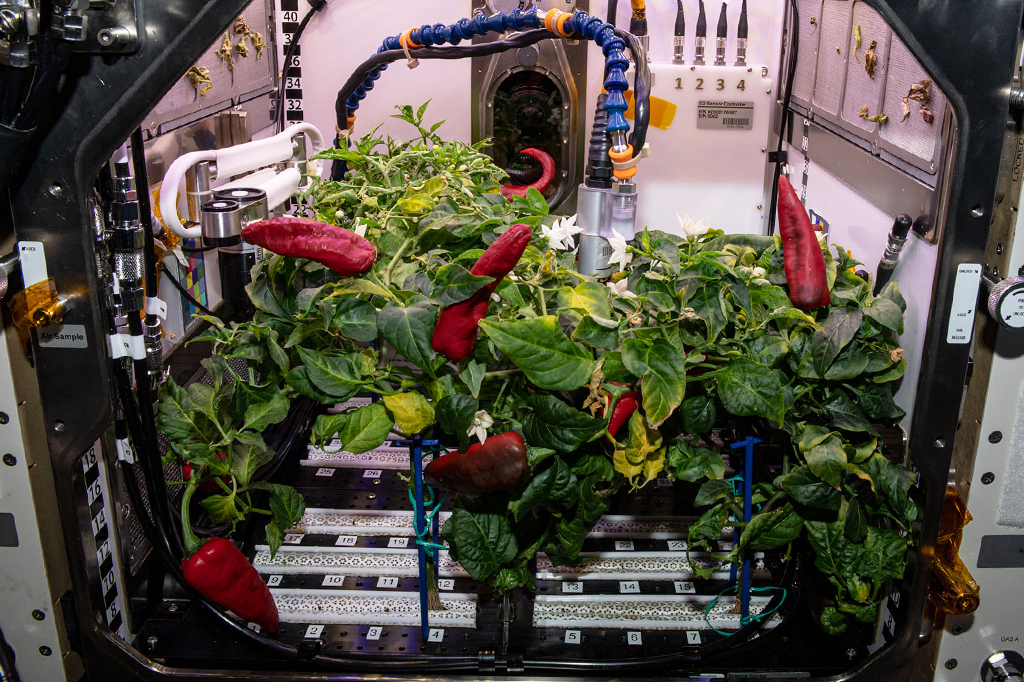 Experimento com pimentas sendo realizado por astronautas.