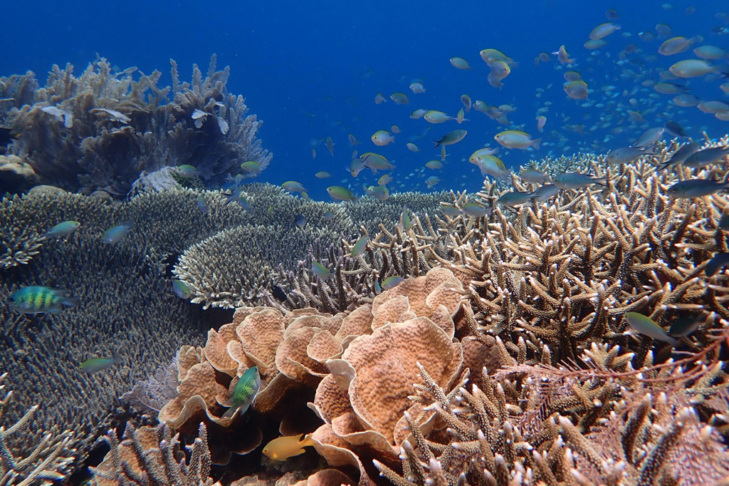 Foto de peixes e corais no fundo do mar.