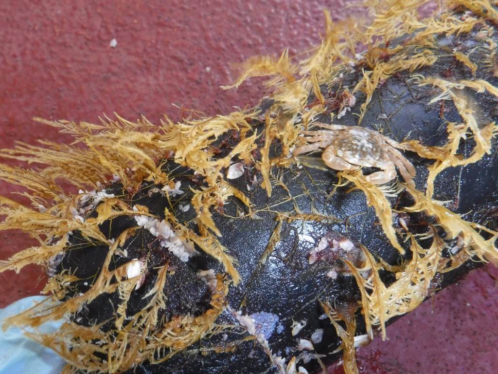 Amostra de algas e caranguejo vivendo em cima de objeto retirado da ilha de lixo no Pacífico.